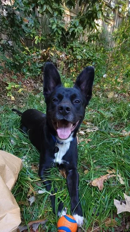 An adult large-sized male Mixed Breed dog named Cane for adoption in Atlanta, GA