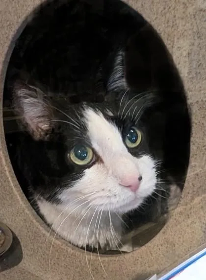 A senior medium-sized male Domestic Short Hair cat named Jazz for adoption in Washington, DC