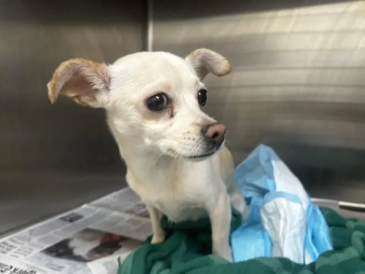 An adult small-sized female Chihuahua dog named Nia for adoption in Los Angeles, CA