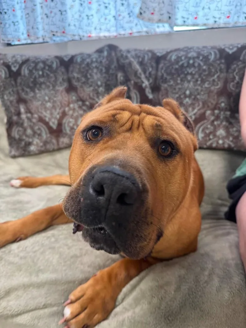An adult medium-sized male American Staffordshire Terrier dog named Nolan for adoption in Youngstown, OH