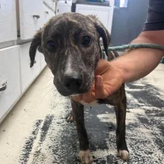 A young medium-sized female Brindle Mixed Breed dog named Arya for adoption in Buffalo, MN