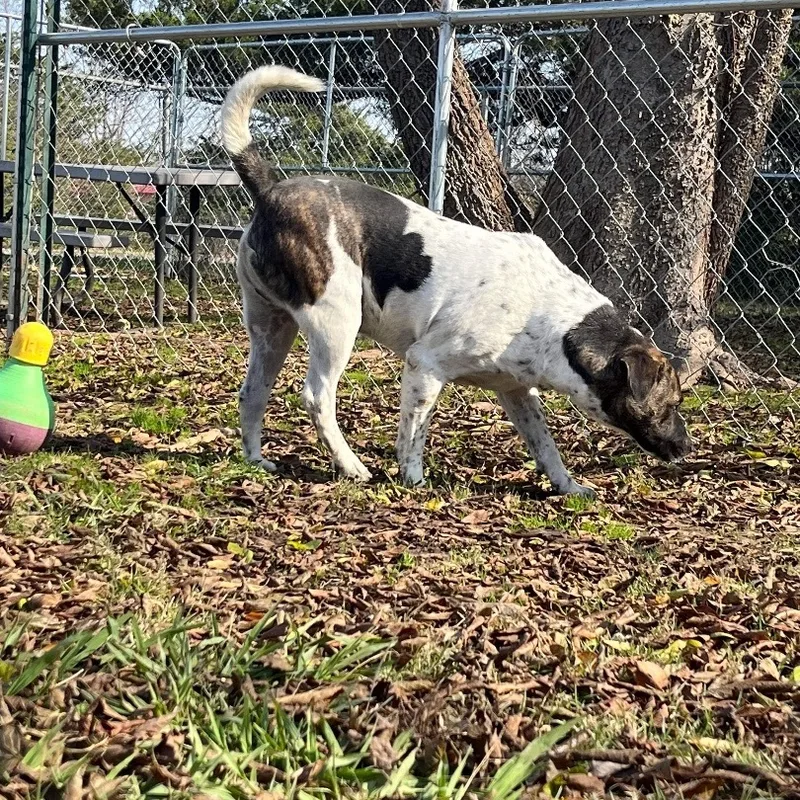 An adult medium-sized male Mixed Breed dog named Jackson for adoption in Denison, TX