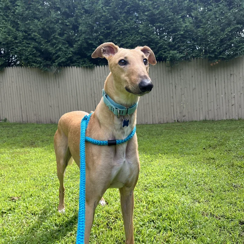 An adult large-sized male Yellow / Tan / Blond / Fawn Greyhound dog named Ernest for adoption in Swanzey, NH