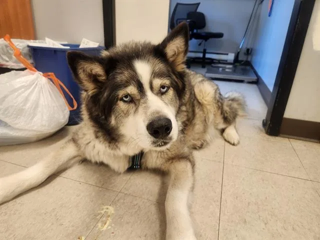 An adult medium-sized female Siberian Husky dog named Bella for adoption in Kent, WA