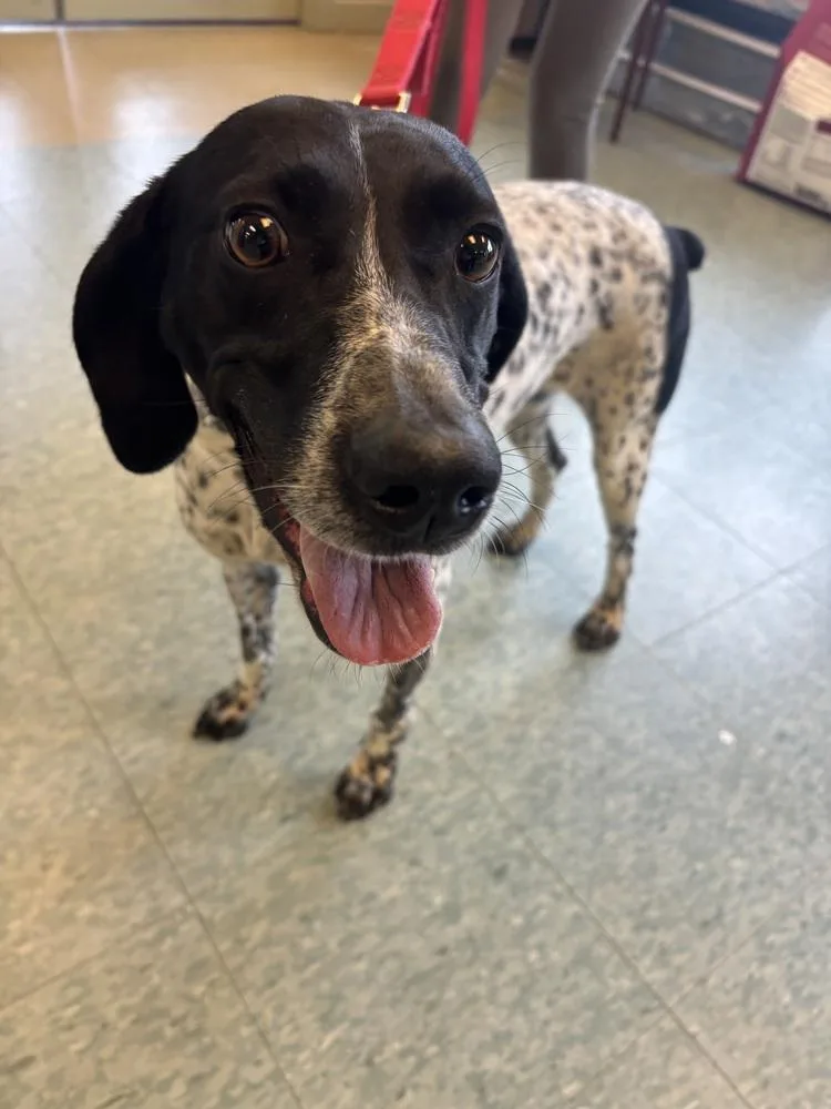 An adult large-sized female Tricolor (Brown, Black, & White) German Shorthaired Pointer dog named Debbie Raye for adoption in Kalamazoo, MI