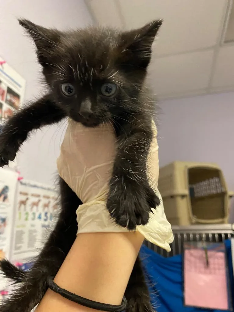 A baby medium-sized male Domestic Short Hair cat named Freddy for adoption in New Braunfels, TX