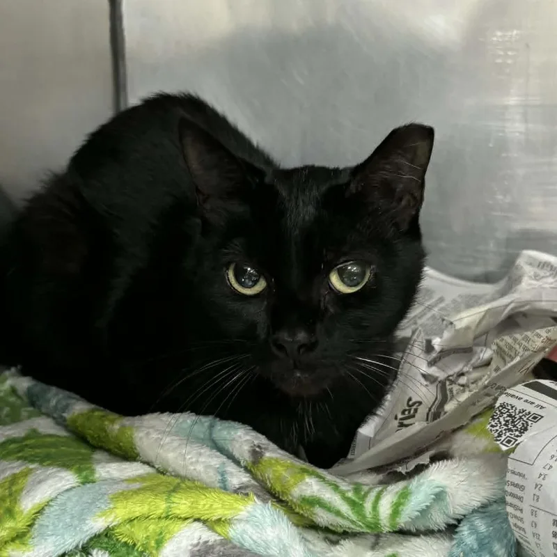 An adult medium-sized female Black Domestic Short Hair cat named SVASStray for adoption in Lyndhurst, VA