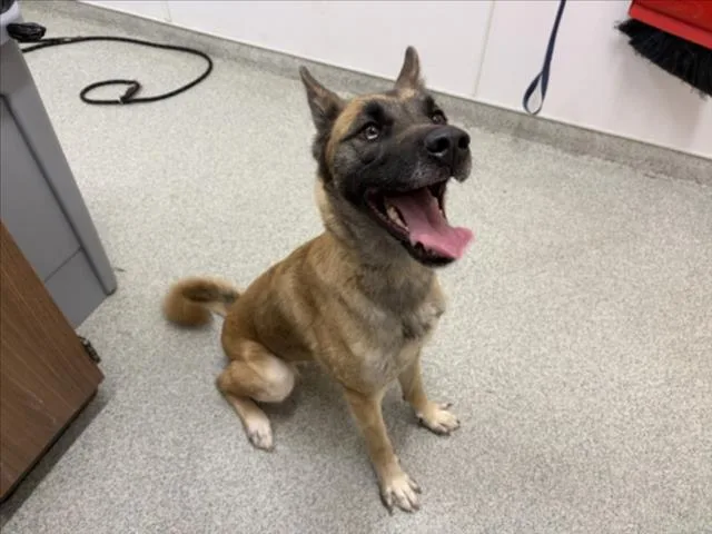 An adult large-sized female Belgian Shepherd / Malinois dog named Astrid for adoption in Loveland, CO