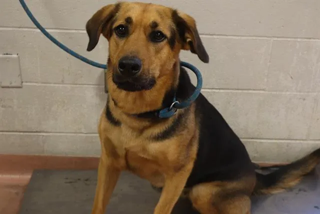 An adult large-sized female Mixed Breed dog named Paris for adoption in Columbia, SC