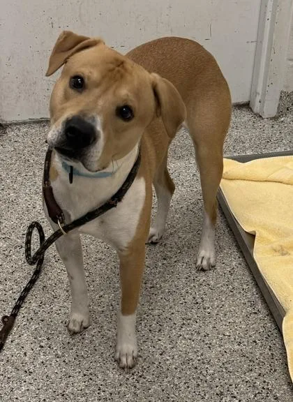 An adult large-sized male Yellow / Tan / Blond / Fawn Pit Bull Terrier dog named Ansel for adoption in Kansas City, MO