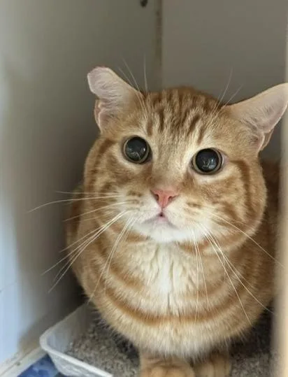 An adult small-sized male Domestic Short Hair cat named Tang for adoption in Riverside, CA