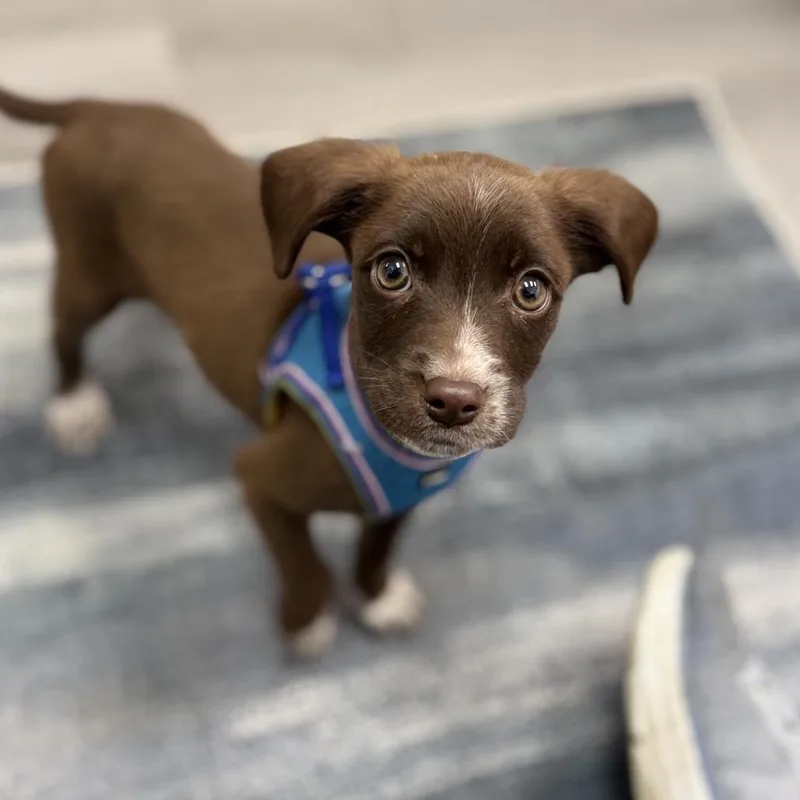 A baby small-sized male Chihuahua dog named Seth for adoption in Portage, MI