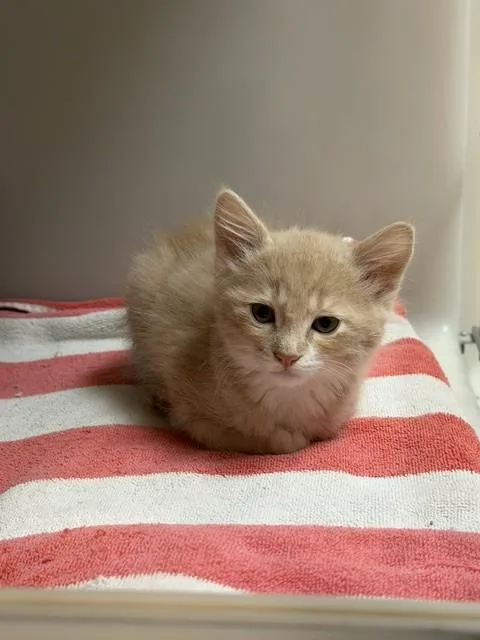 A baby small-sized male Domestic Short Hair cat named Jasper for adoption in Salinas, CA