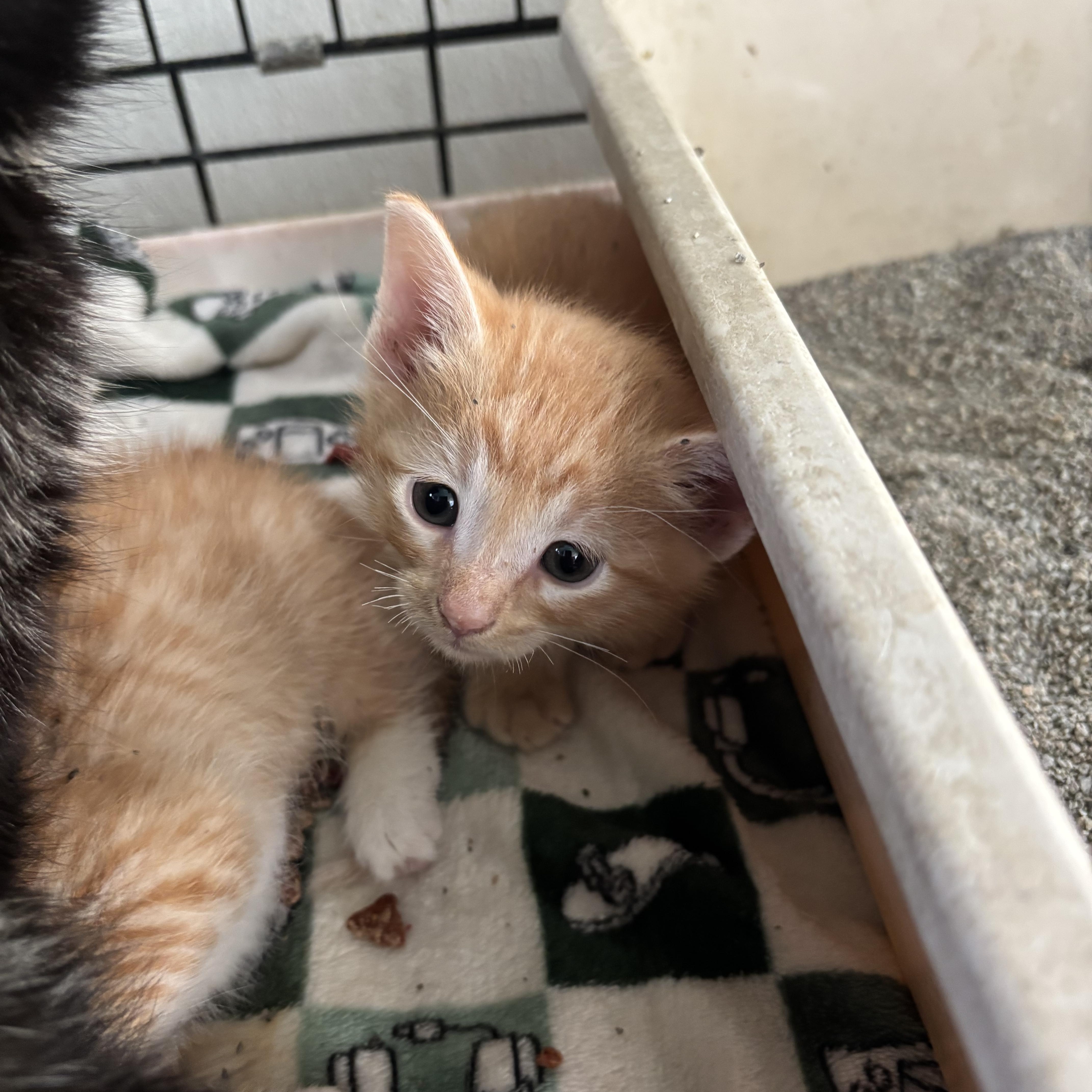 A baby small-sized male Orange & White Domestic Short Hair cat named Kit for adoption in Deming, NM