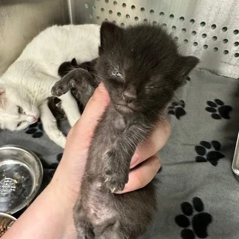 A baby small-sized female Black Domestic Short Hair cat named Angora for adoption in Indianapolis, IN
