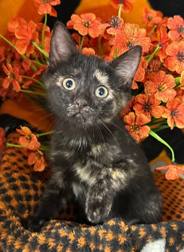 A baby small-sized female Domestic Short Hair cat named Rosemary for adoption in Stillwater, OK