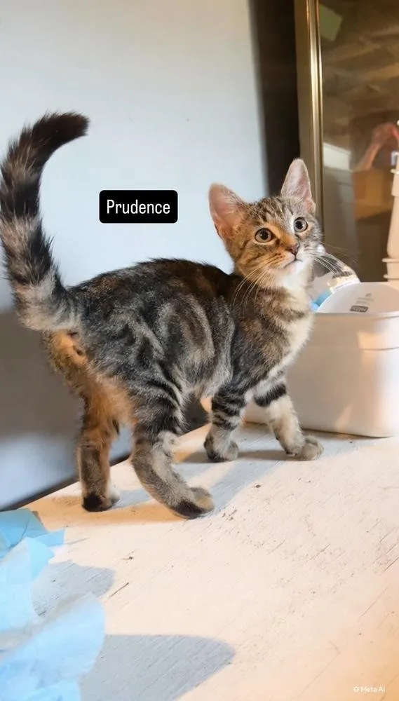 A baby small-sized female Gray / Blue / Silver Tabby cat named Prudence for adoption in Gardena, CA
