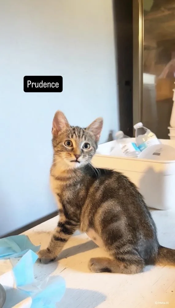 Prudence thumbnail 2