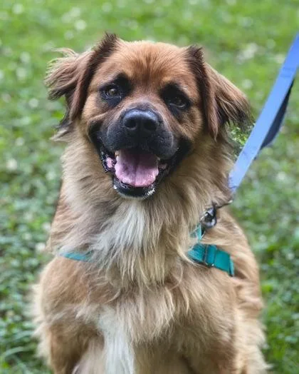 An adult medium-sized female Yellow / Tan / Blond / Fawn Shepherd dog named Pancake for adoption in Annapolis, MD