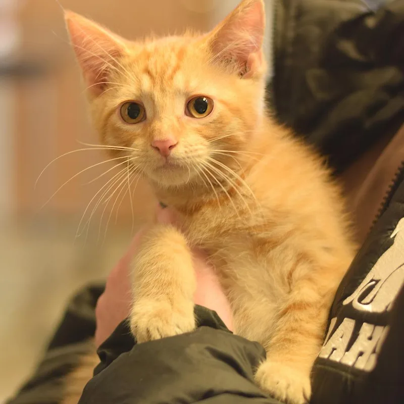 A baby small-sized female Orange / Red Domestic Short Hair cat named Oakley for adoption in Belleville, IL