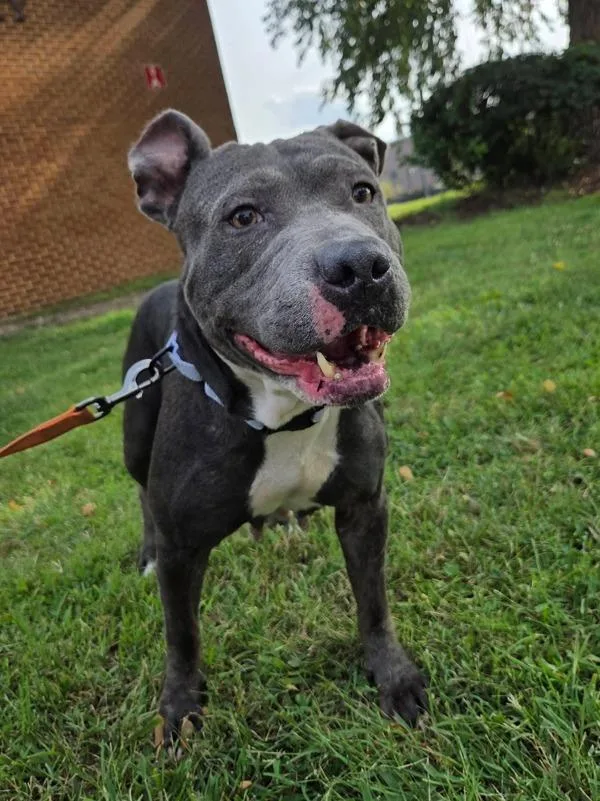 An adult large-sized female Pit Bull Terrier dog named Kazooie for adoption in Millersville, MD