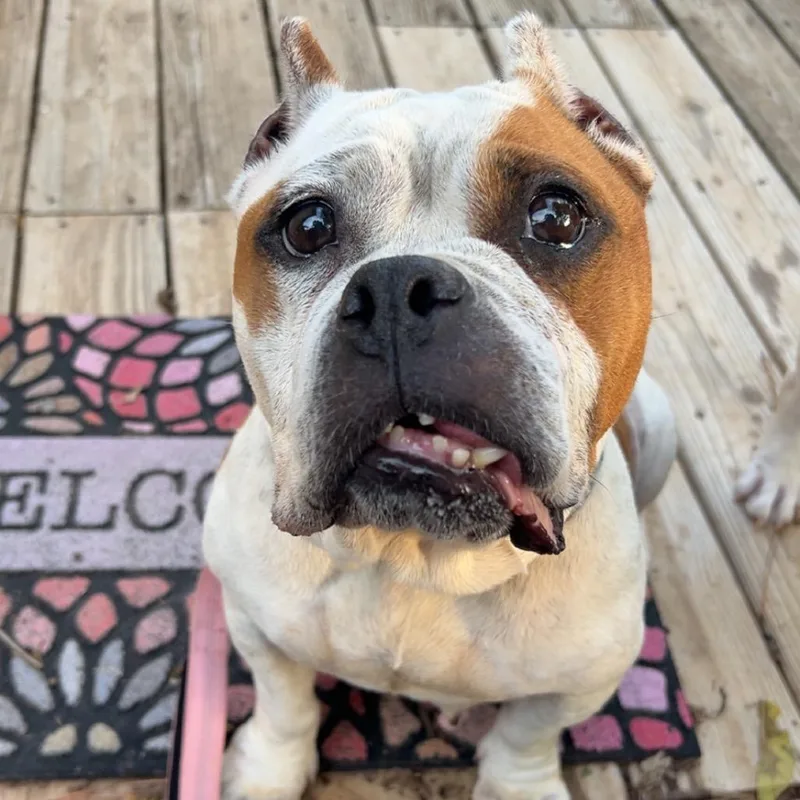 A senior medium-sized female Brown / Chocolate English Bulldog dog named Meemaw for adoption in Charlottesville, VA