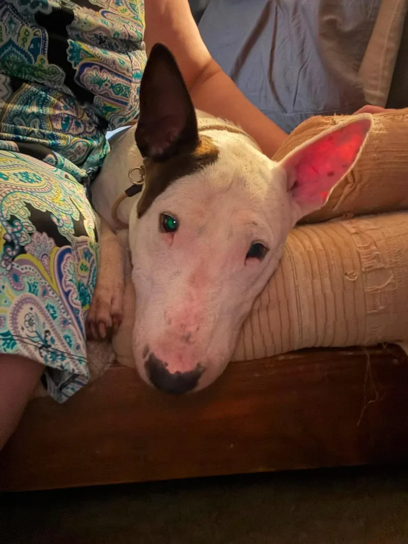 An adult large-sized male Bull Terrier dog named Memphis for adoption in New York, NY