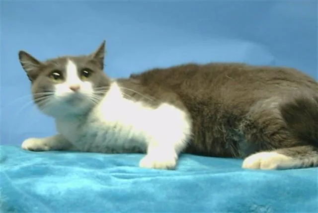 A young medium-sized female Domestic Short Hair cat named Lottimay for adoption in Gardena, CA