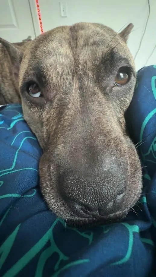 A young large-sized female Hound dog named Cleo for adoption in Bloomington, IN