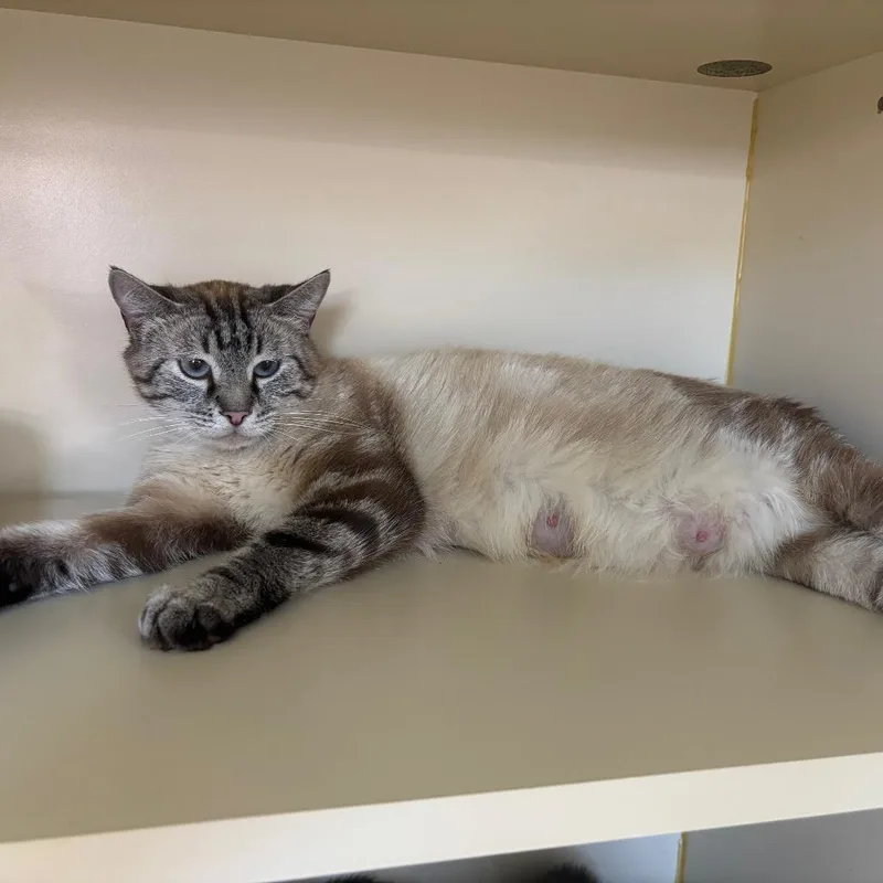 An adult medium-sized female Cream / Ivory Siamese cat named Kasia for adoption in Hinesville, GA