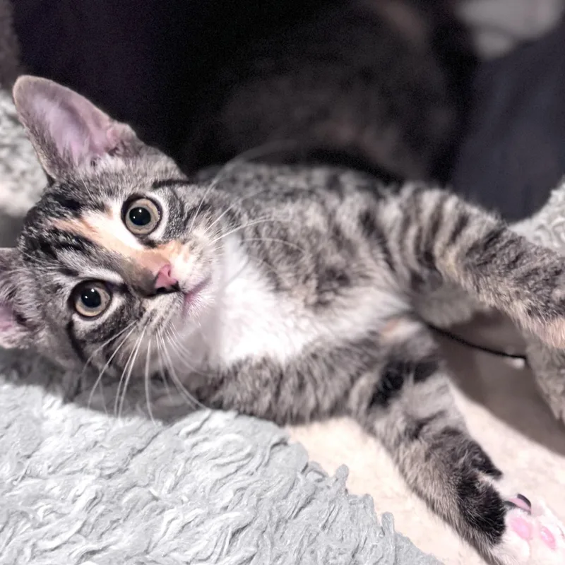 A baby small-sized female Tabby (Brown / Chocolate) Domestic Short Hair cat named Oreo for adoption in Sedalia, MO