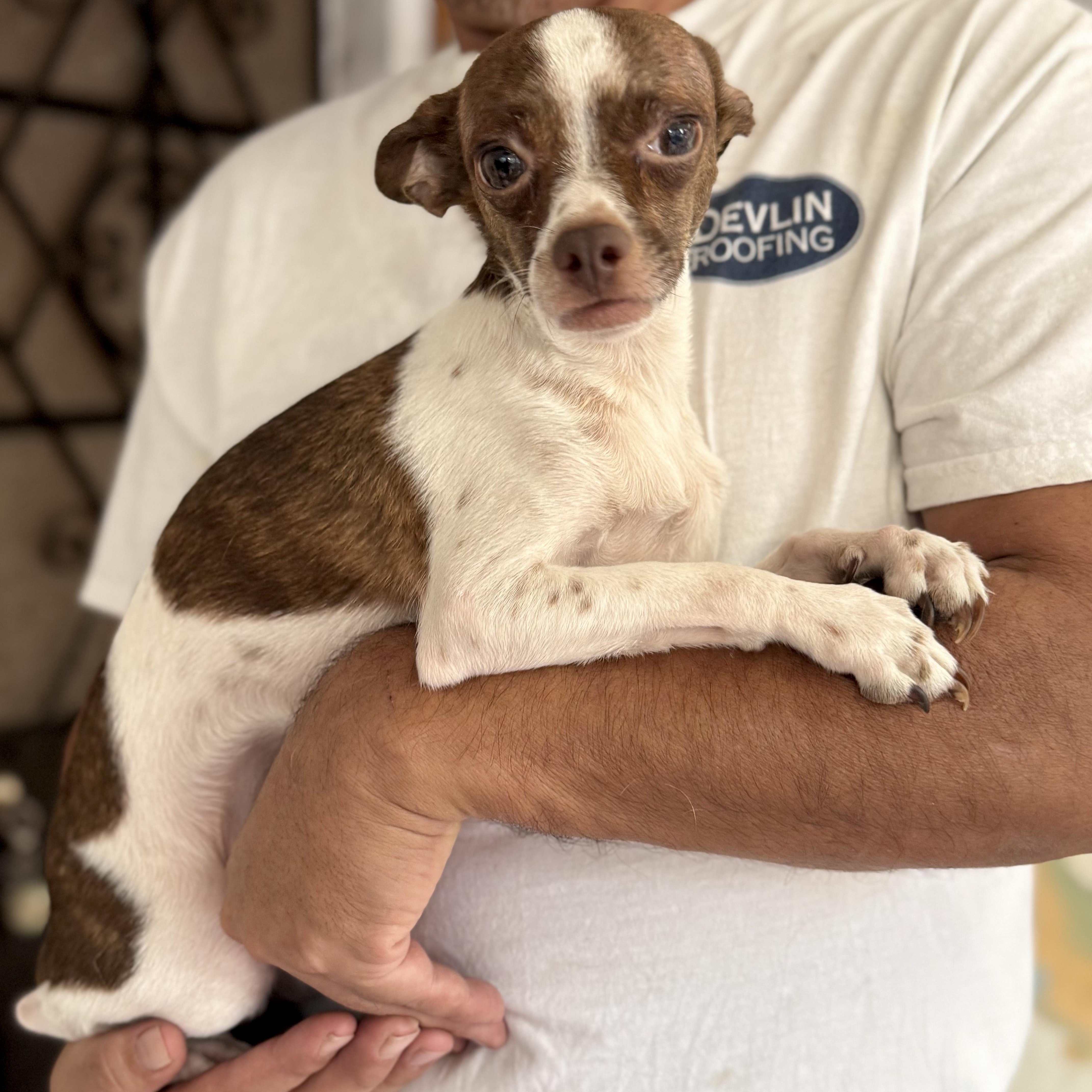 A young small-sized male White / Cream Chihuahua dog named Luca for adoption in Manvel, TX