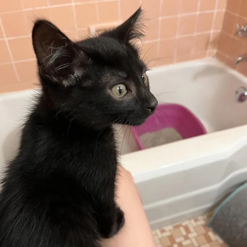 A baby small-sized male Black Domestic Short Hair cat named Embroidery for adoption in St. Paul, MN