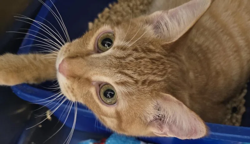A baby small-sized male Domestic Short Hair cat named Garfield for adoption in Thornton, CO
