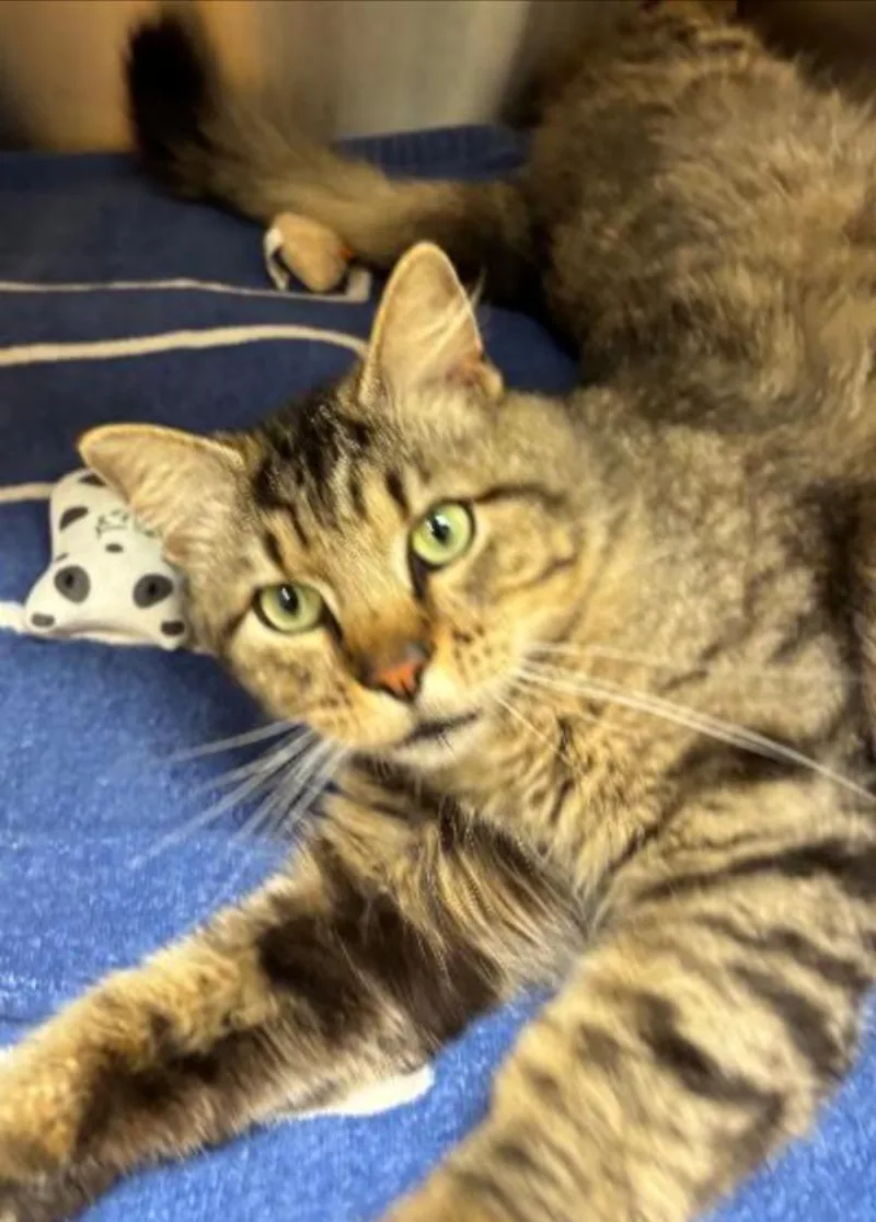 A young medium-sized male Domestic Long Hair cat named Tim for adoption in Carroll, OH