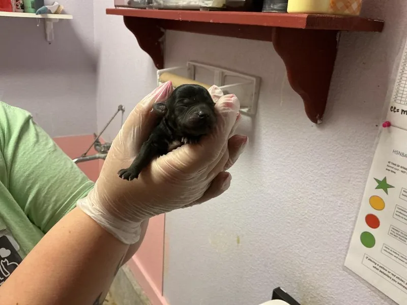 Elderberry thumbnail 2