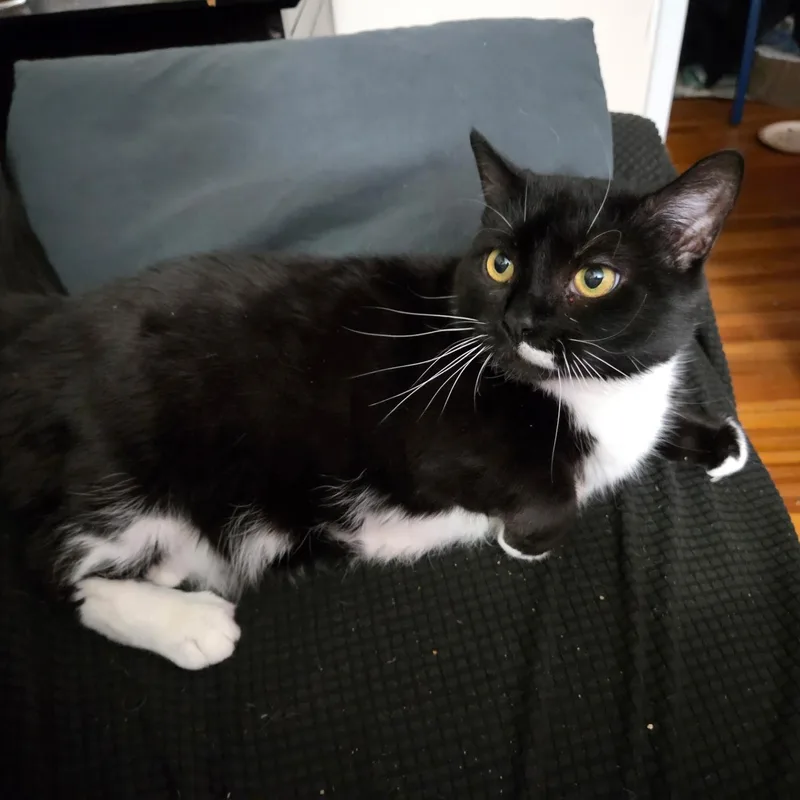 An adult medium-sized female Black & White / Tuxedo Domestic Short Hair cat named Mulan for adoption in Melrose, MA