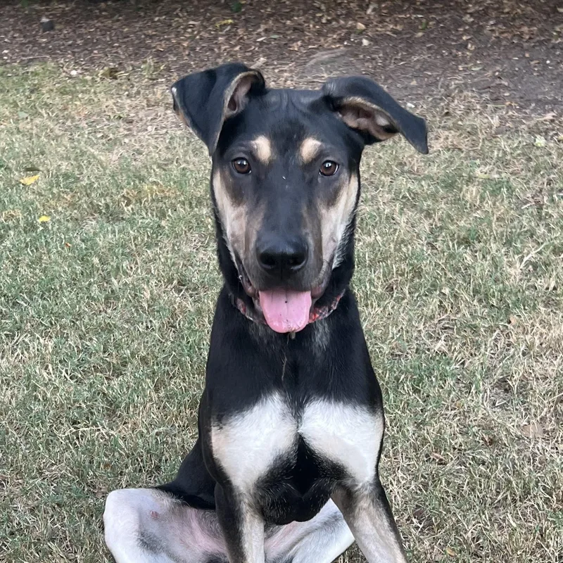 Teddy  Maya’s Boy thumbnail 2