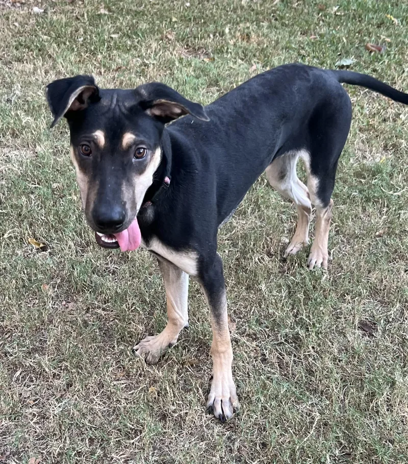 Teddy  Maya’s Boy thumbnail 3