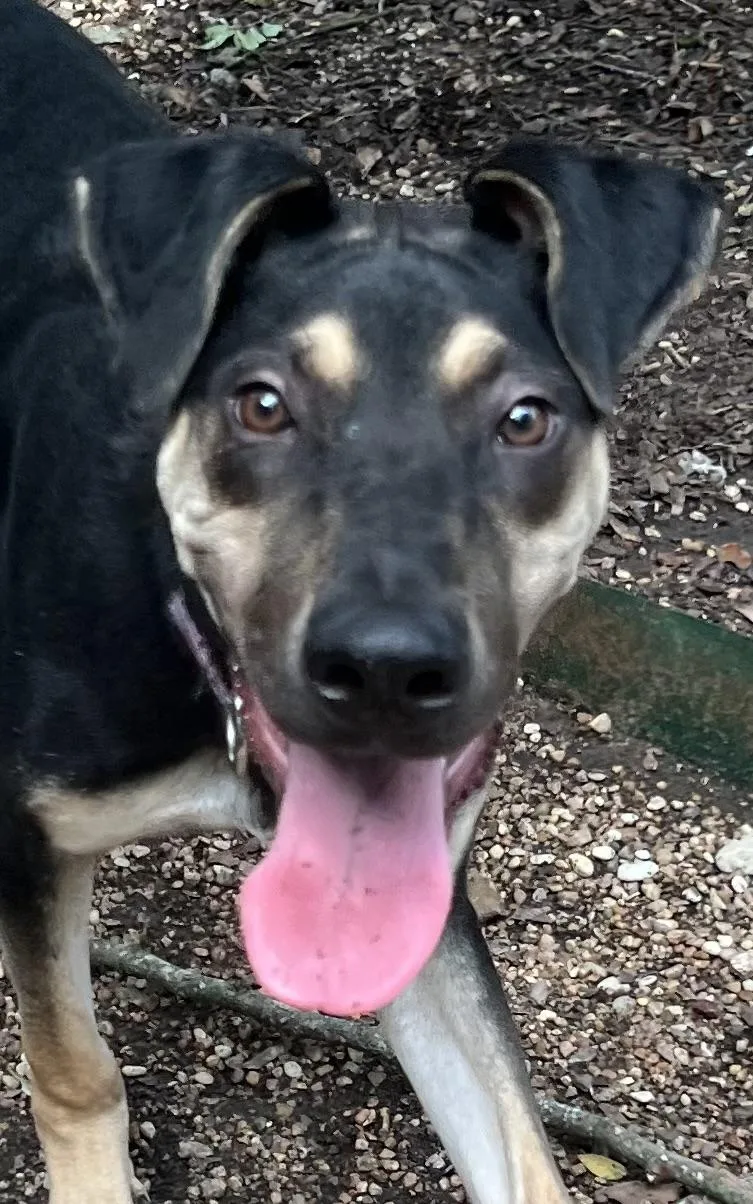 Teddy  Maya’s Boy thumbnail 4