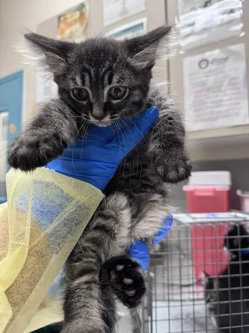 A baby small-sized female Domestic Short Hair cat named Yzma for adoption in Las Vegas, NV