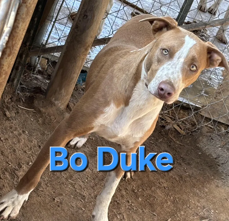Bo Duke