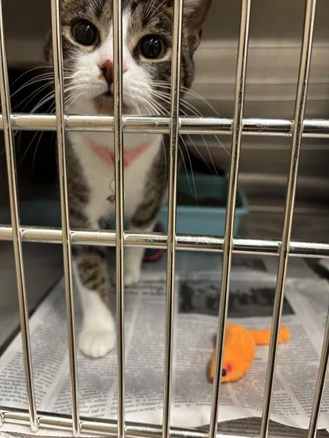 A young large-sized female Domestic Short Hair cat named Luna for adoption in Grand Prairie, TX