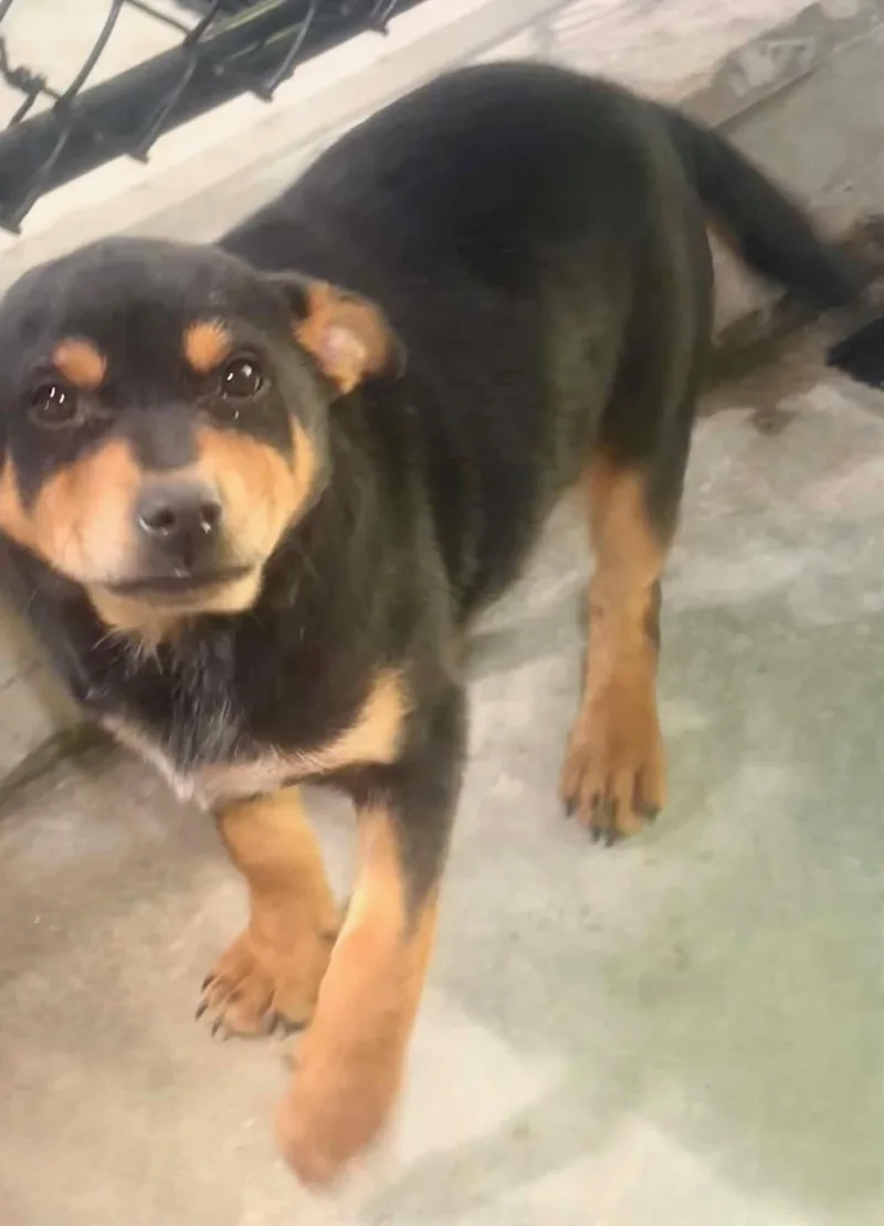 A young small-sized male Bicolor Terrier dog named Thatcher for adoption in Lexington, KY