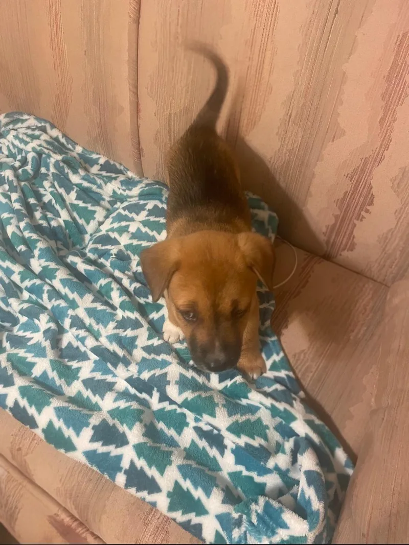 A baby medium-sized male Beagle dog named Sammy for adoption in Plano, TX