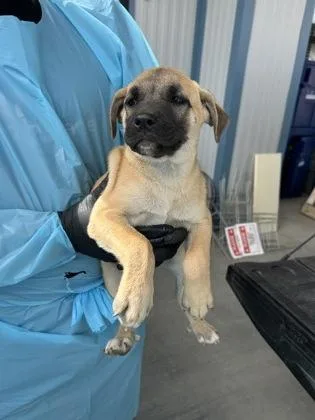 A baby small-sized male German Shepherd Dog dog named Ratthew for adoption in Fresno, CA