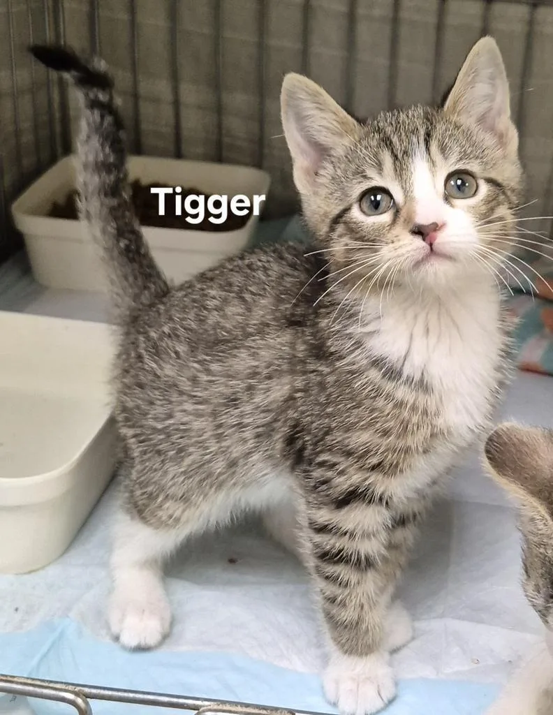 A baby medium-sized male Domestic Short Hair cat named Tigger for adoption in Kendallville, IN