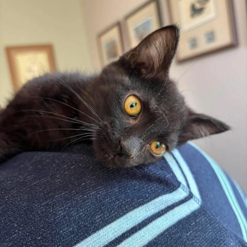A baby small-sized female Black Domestic Medium Hair cat named Rey for adoption in Winchester, VA