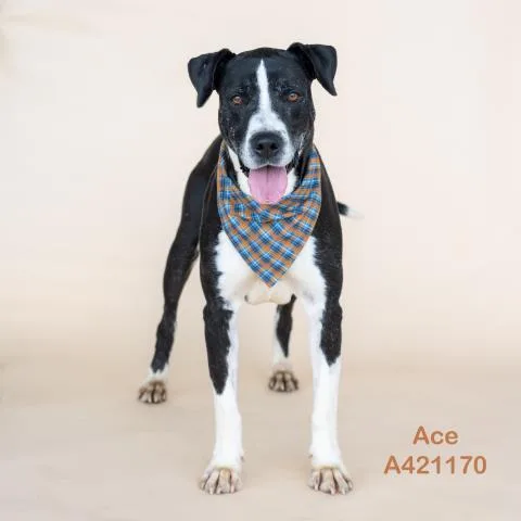 An adult medium-sized male Labrador Retriever dog named Ace for adoption in Conroe, TX