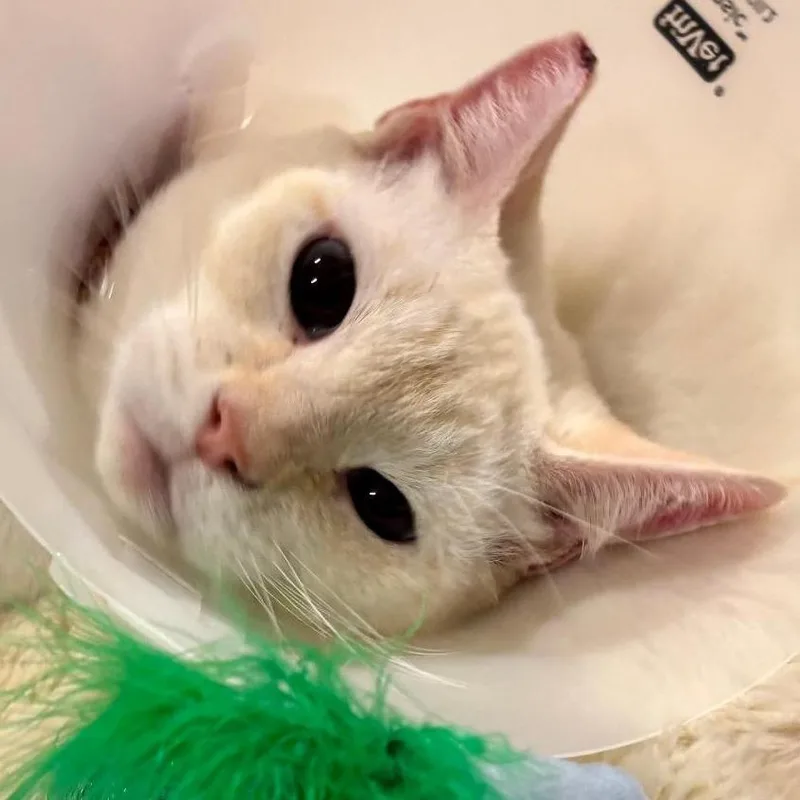 Fiammetta thumbnail 3